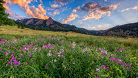 Boulder Flatirons and Wildflowers