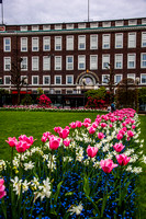 Tulips and Bergen Shopping Mall