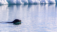 Seals in Jökulsárlón Glacier Lagoon