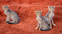 Cheetah Cubs - Kenya