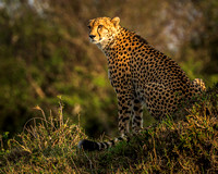 Cheetah - Kenya