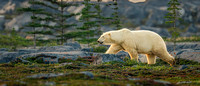 Polar Bear - Churchill Manitoba