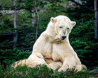 Mom and Nursing Polar Bear Cub - Churchill, Manitoba