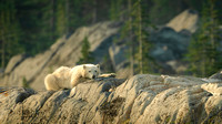 Polar Bear Cub - Churchill Manitoba