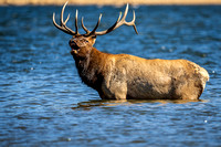 Bugling Elk - Estes Park Colorado