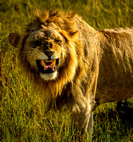 Male - East African Lion - Kenya
