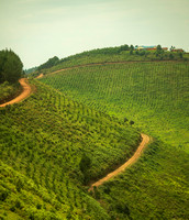 Terraced Fields near Rutoma