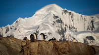 Gentoo Penguins on Petermann Island