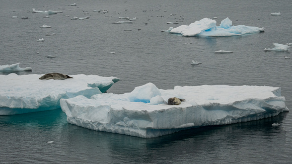 Resting Leopard Seals on an Iceberg near Brown Station Research Center