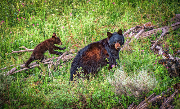 Yellowstone Bears